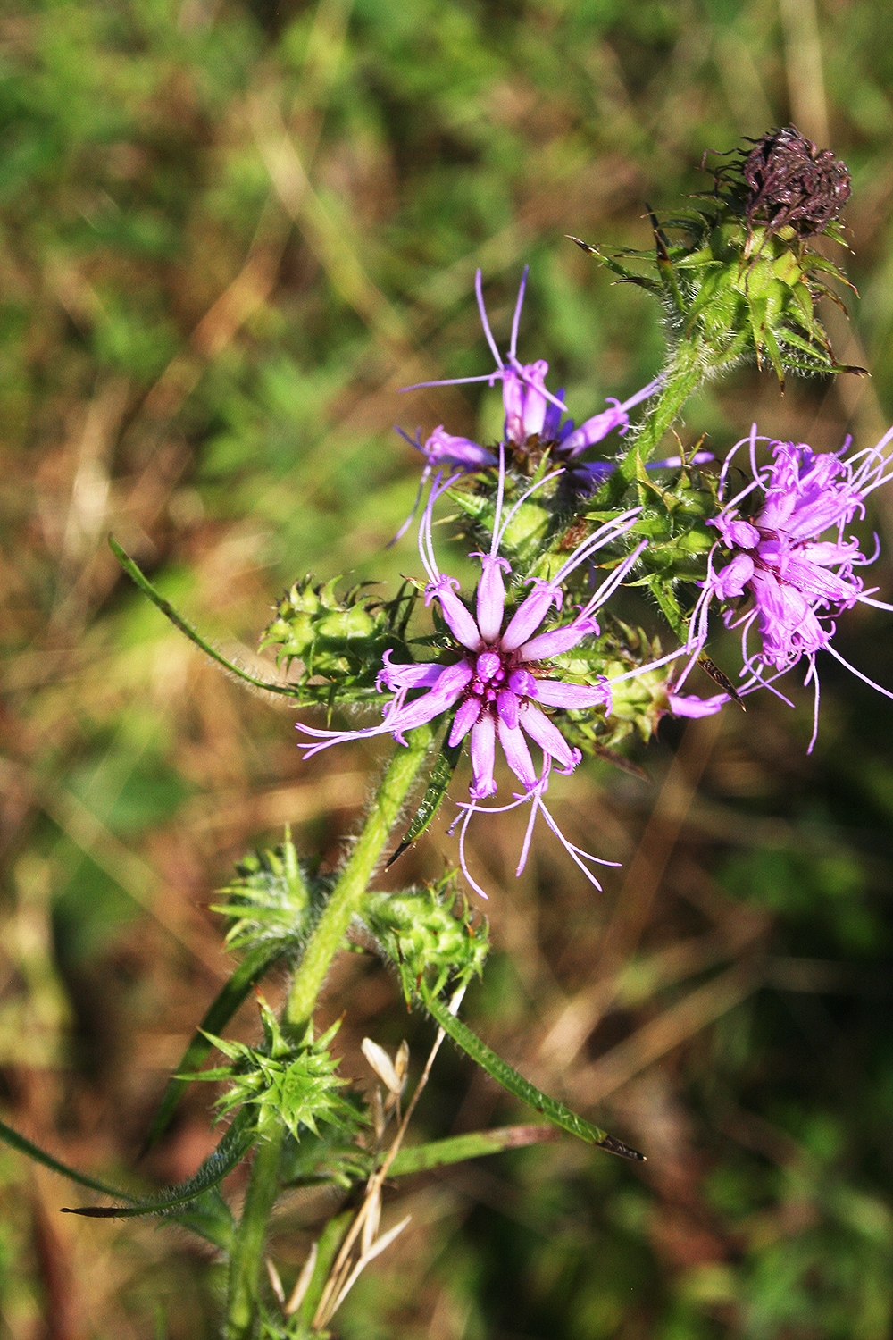 Squarrosa Blazing Star