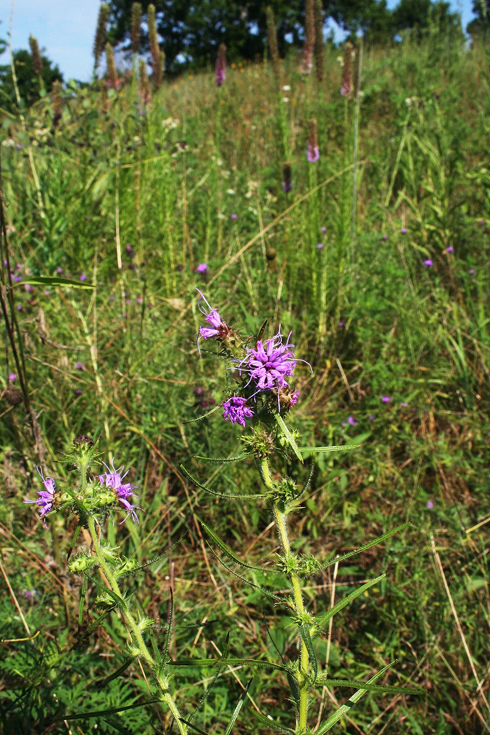 Squarrosa Blazing Star