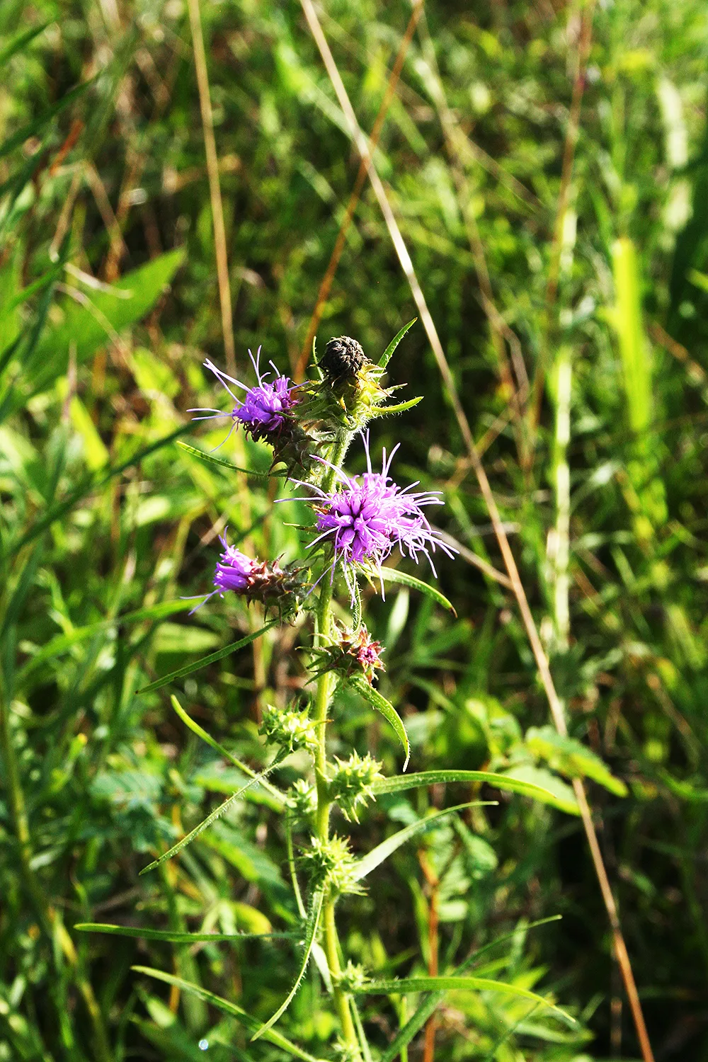 Squarrosa Blazing Star