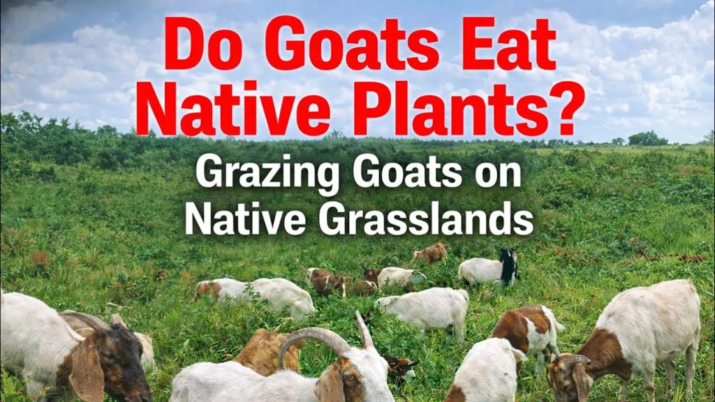 grazing goats on native grasslands