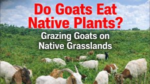 grazing goats on native grasslands