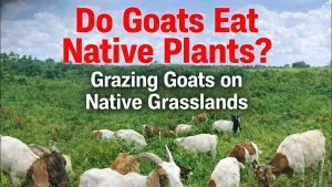 grazing goats on native grasslands