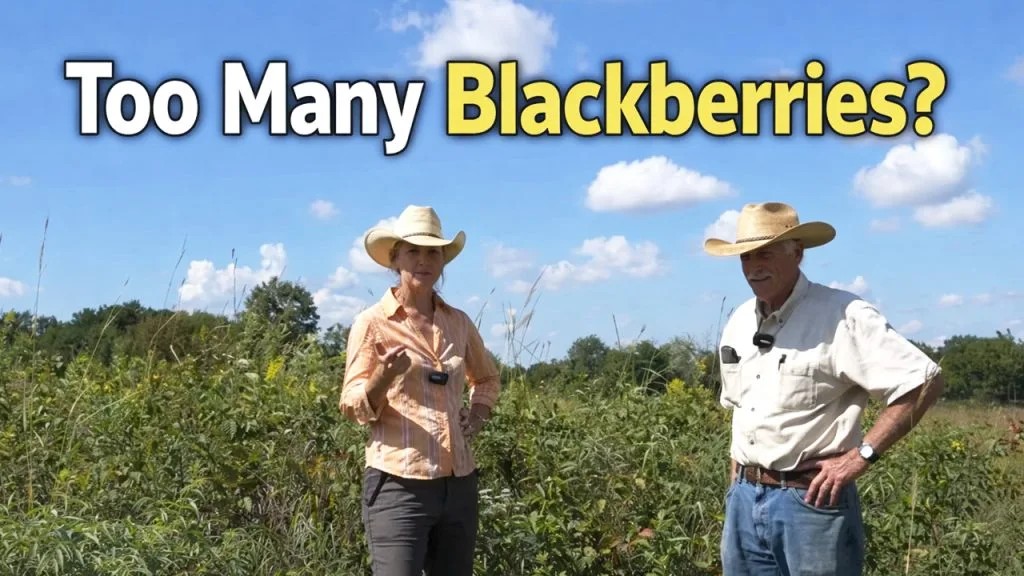 managing blackberries in native grasslands