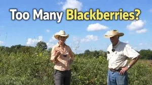 managing blackberries in native grasslands