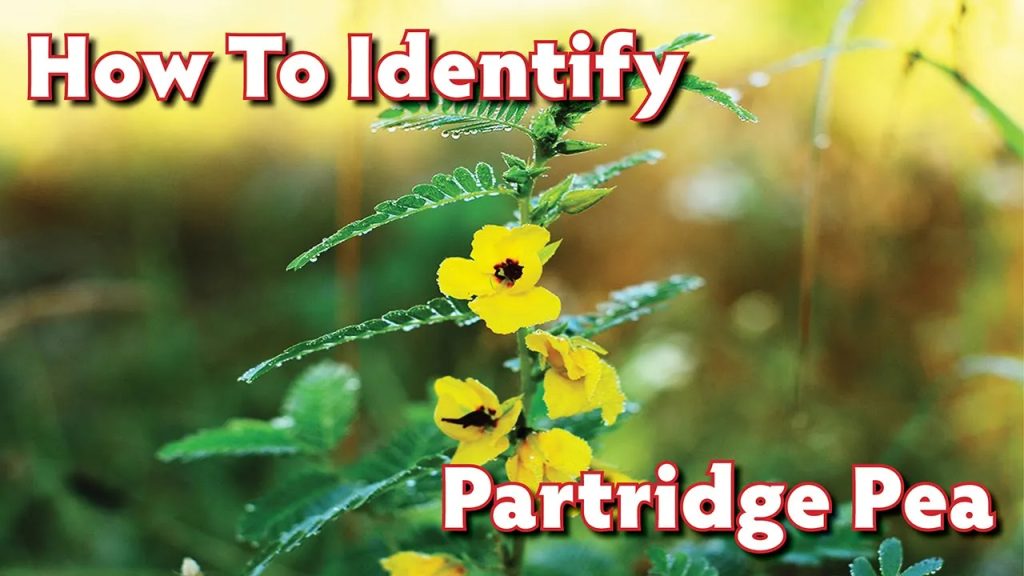 Identifying Partridge Pea Seedlings