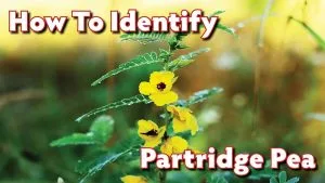 Identifying Partridge Pea Seedlings