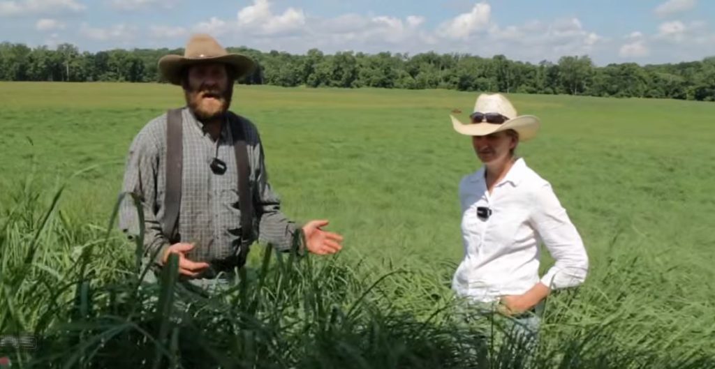 native warm season grass fertilizer results