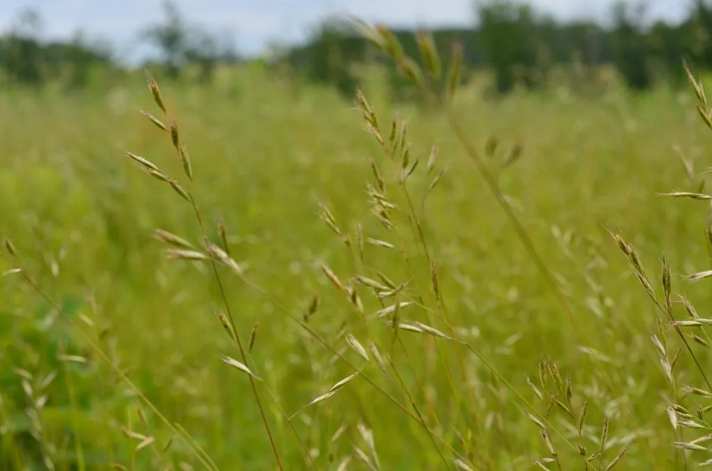 Low Maintenance Native Lawn
