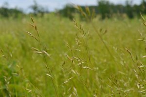 Low Maintenance Native Lawn
