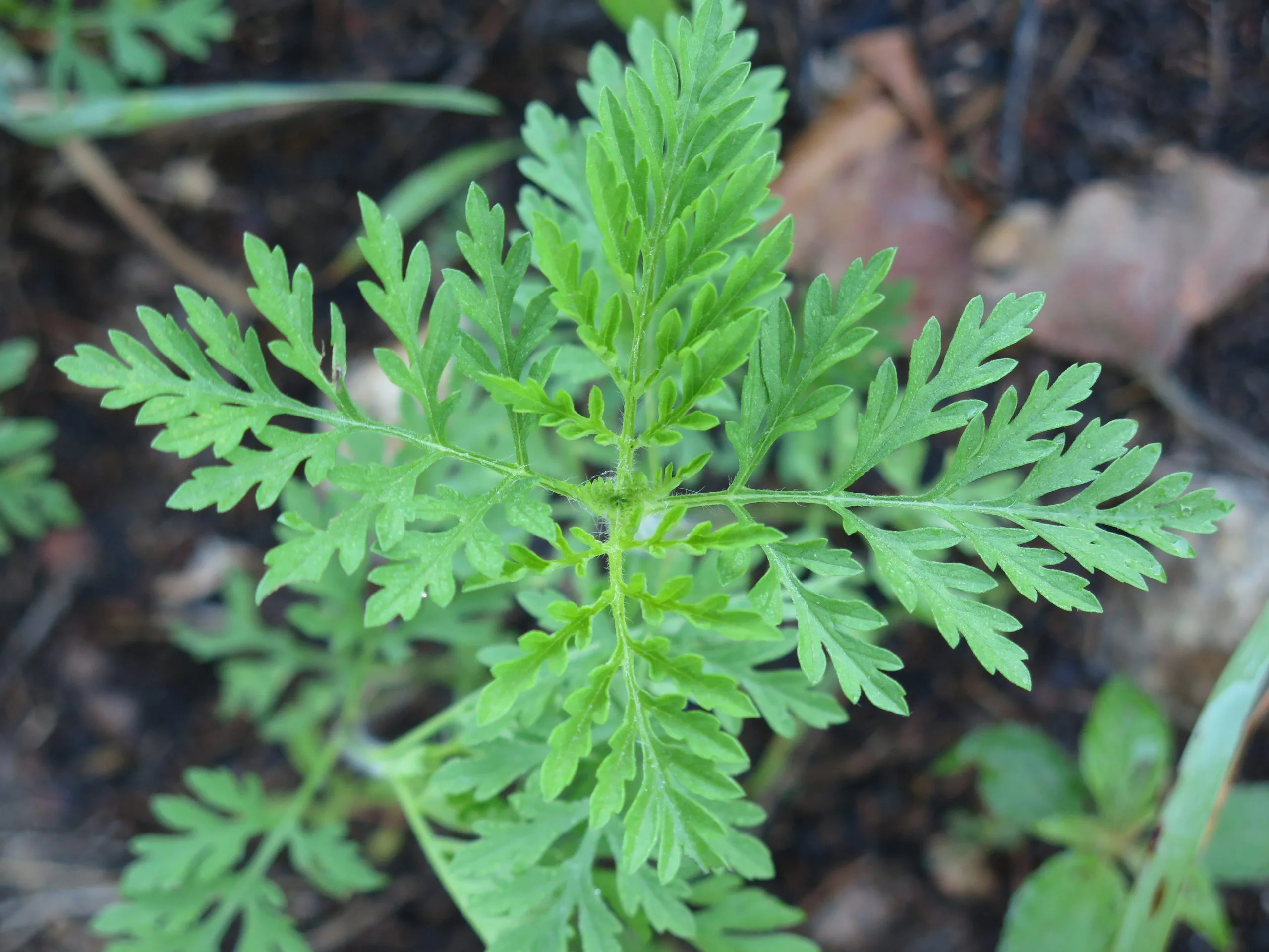 Common Ragweed