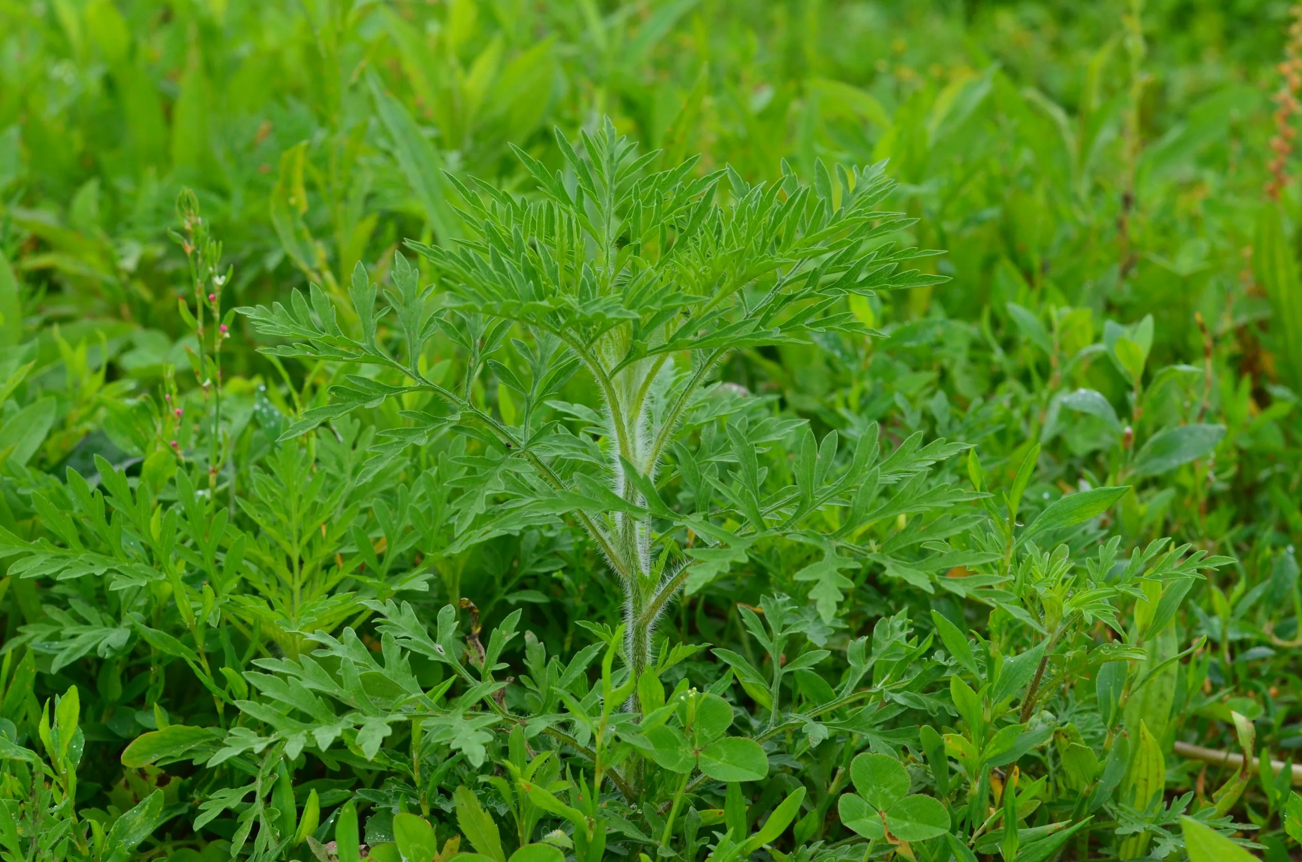 Ragweed, Common - Image 2