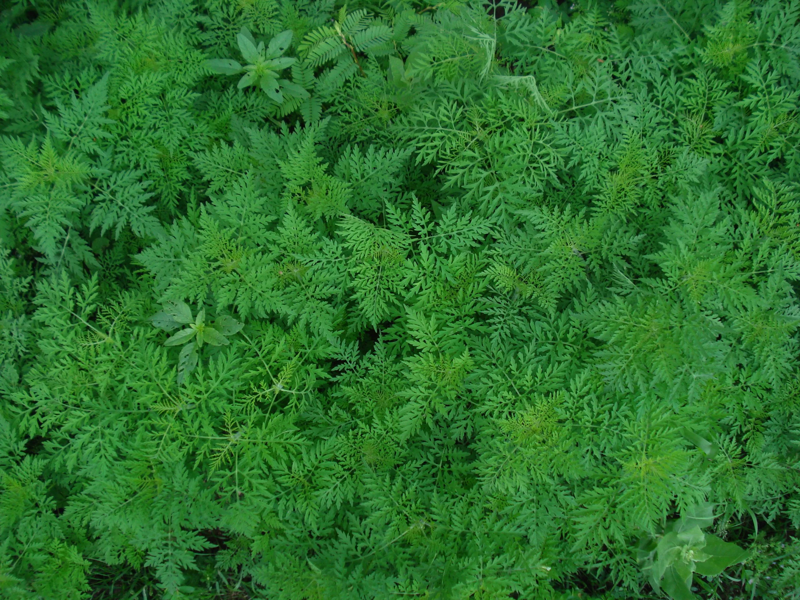 Ragweed, Common - Image 4