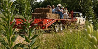 Field Days, pasture walk, Hamilton Native Outpost
