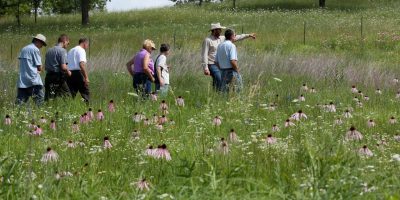 Field Days, pasture walk, Hamilton Native Outpost